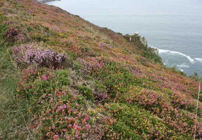 Maison à Esquibien - TY FORN - Maison Typique à Esquibien - AD5009 Maison à Esquibien - TY FORN - Maison Typique à Esquibien - AD5009