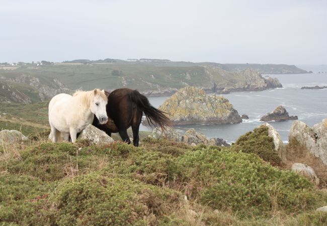 Maison à Esquibien - TY FORN - Maison Typique à Esquibien - AD5009 Maison à Esquibien - TY FORN - Maison Typique à Esquibien - AD5009