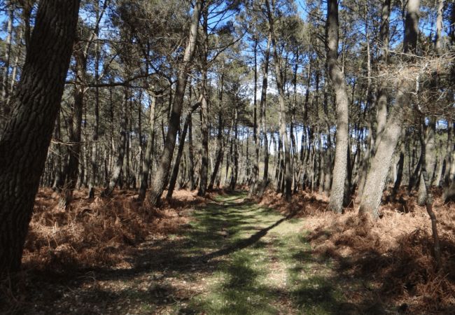 Maison à Carnac - KERDERFF - Maison de vacances en location, entre plage et forêt, Carnac - TK30 Maison à Carnac - KERDERFF - Maison de vacances en location, entre plage et forêt, Carnac - TK30